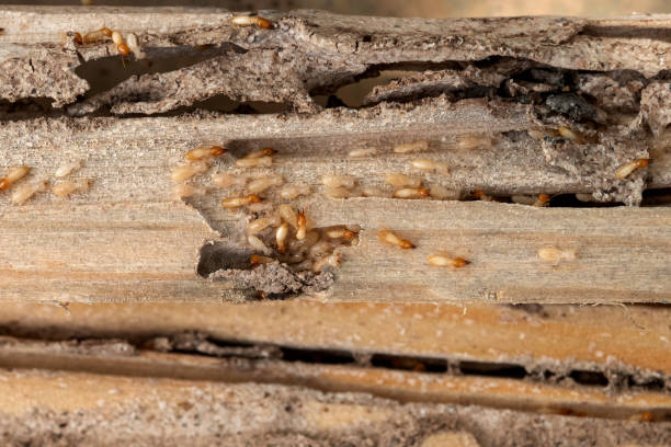 Spider Control Near Me in Arlington Heights, WA